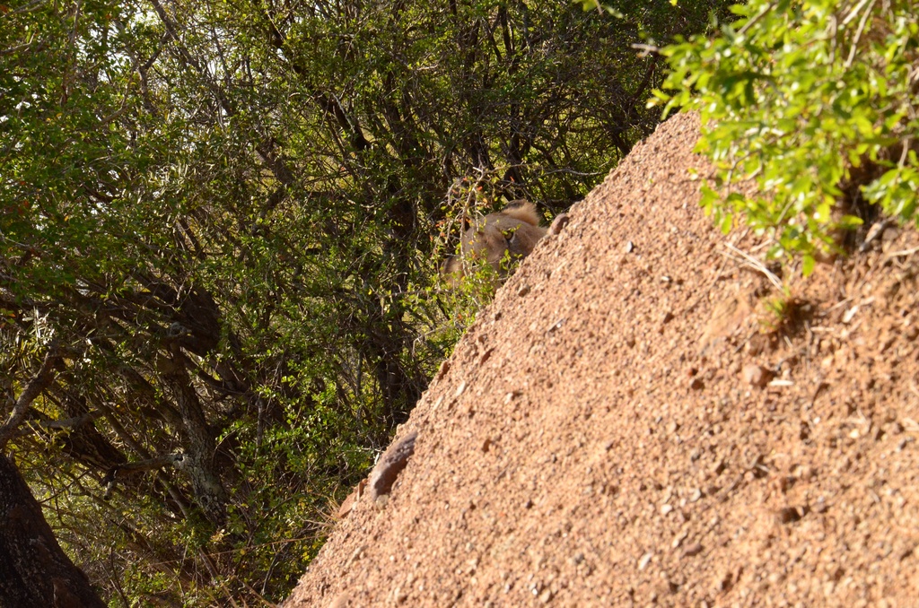 2015-05 South Africa/iMfolozi/DSC_0255.JPG